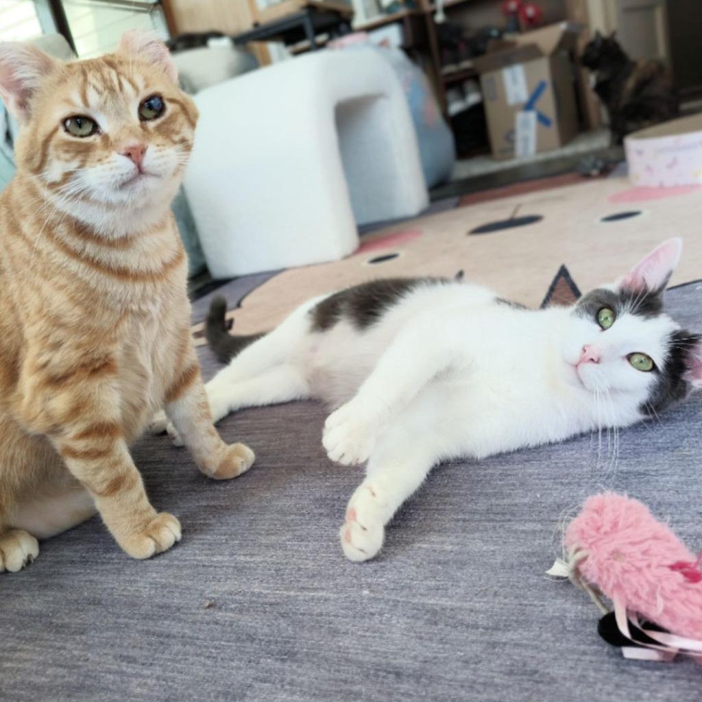 Enlarge Sunset (FIV+) / Mouse (FIV+), a Adoptable mixed breed in Minneapolis, MN image 5/5