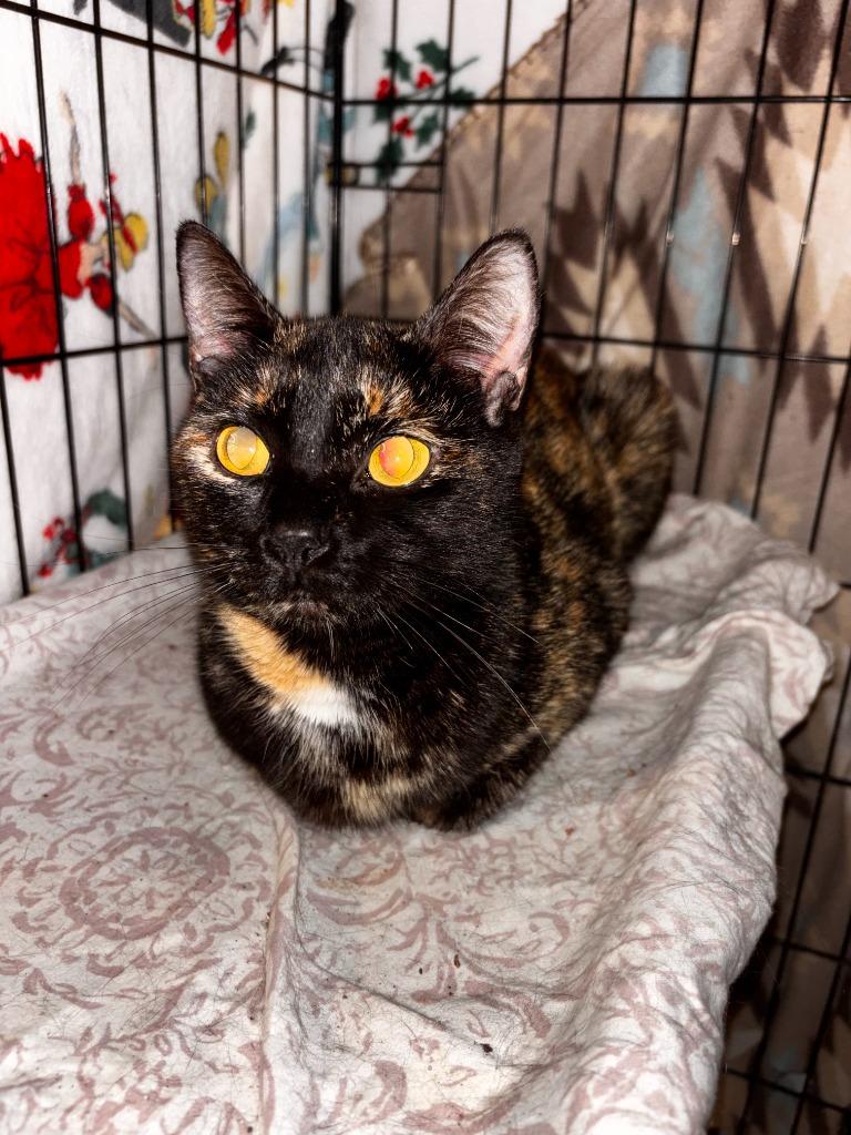 Enlarge Gracie May, a Adoptable mixed breed in Darien, GA image 1/1