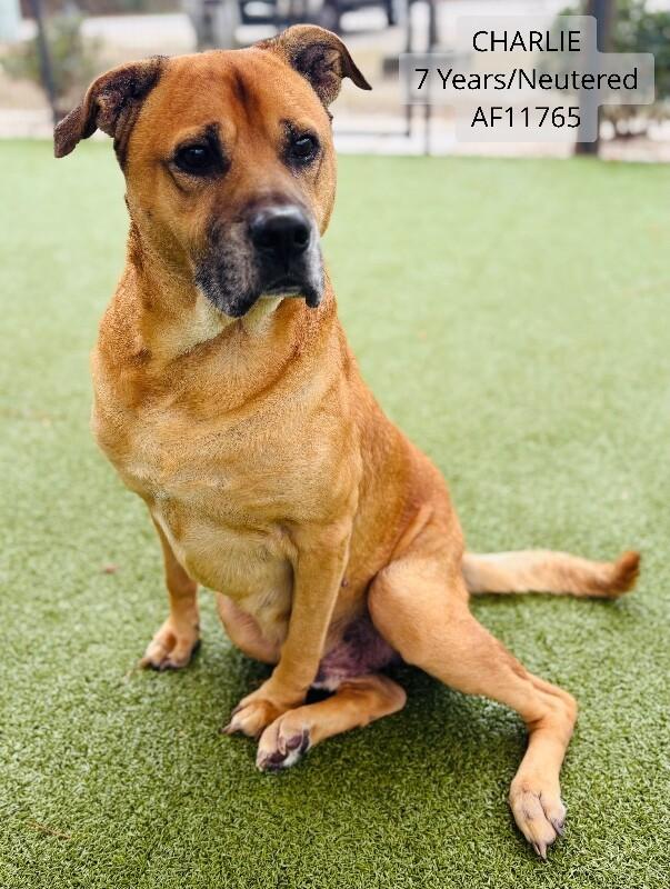 Charlie, Adoptable, Adult Male Pit Bull Terrier & Carolina Dog.