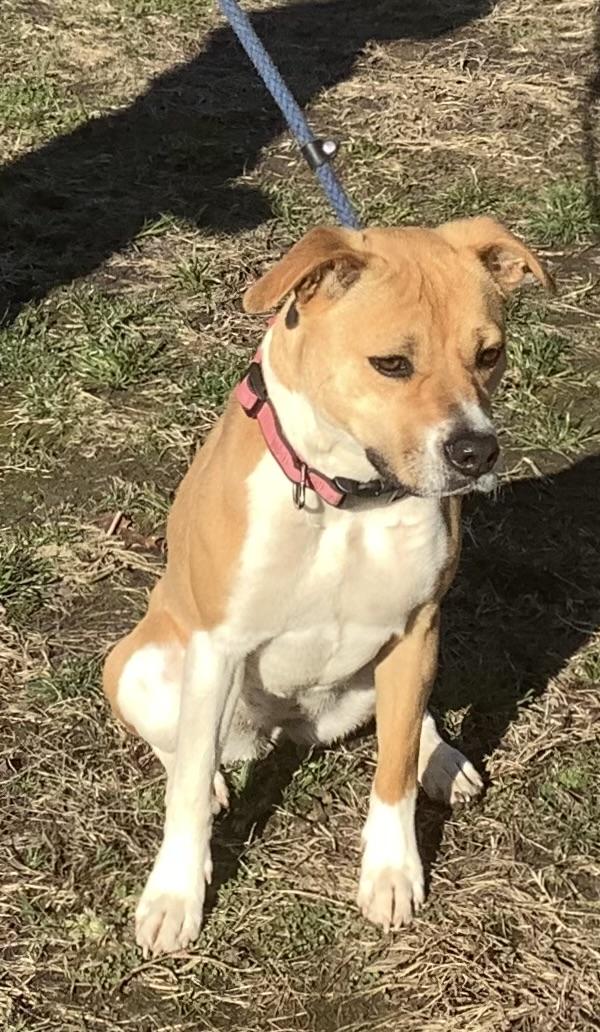 Enlarge Miley, an adopted Mixed Breed in Gloucester, VA image 2/3