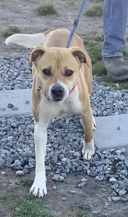 Enlarge Miley, an adopted Mixed Breed in Gloucester, VA image 3/3