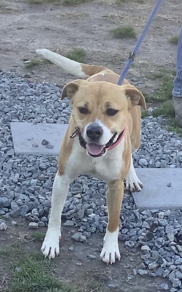 Enlarge Miley, an adopted Mixed Breed in Gloucester, VA image 1/3