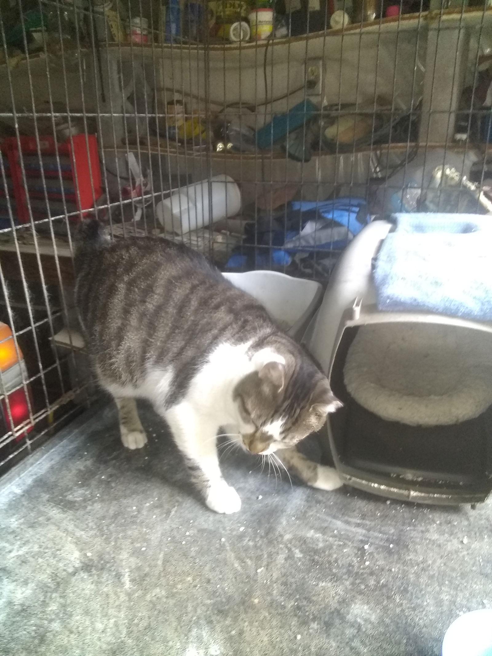 Bobo, a Adoptable mixed breed in Buford, GA image 3/3