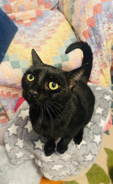 Dooley, a Adopted Domestic Short Hair in Gainesville, GA image 4/6