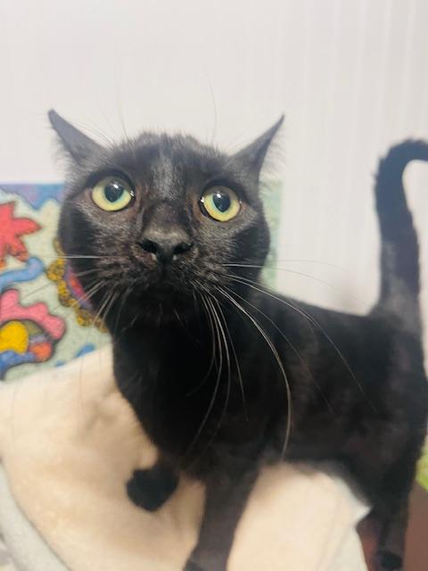 Dooley, Adopted, Adult Male Domestic Short Hair.