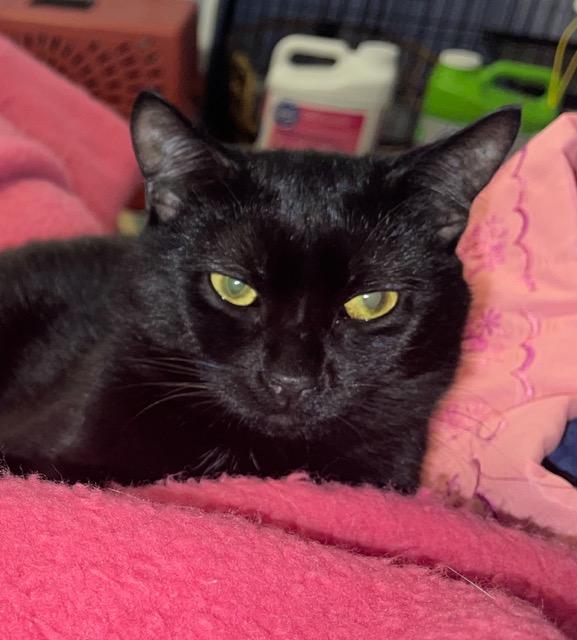 Dooley, a Adopted Domestic Short Hair in Gainesville, GA image 2/6