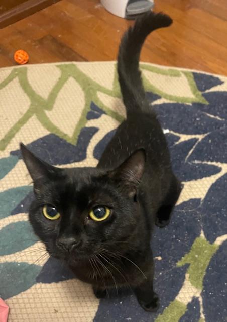 Dooley, a Adopted Domestic Short Hair in Gainesville, GA image 3/6