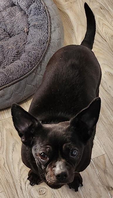 JoyAnn, ADOPTABLE, Adult Female French Bulldog & Chihuahua.