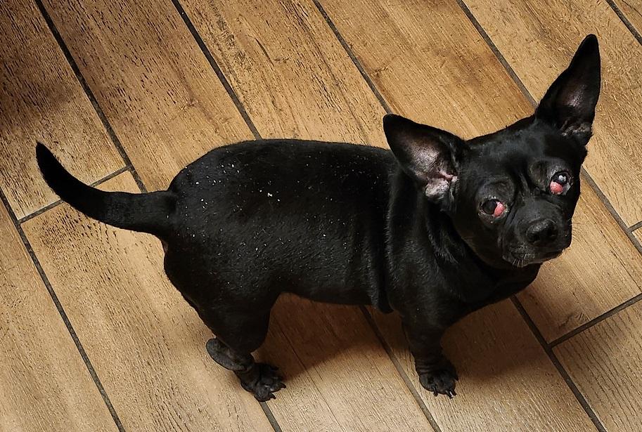 Enlarge JoyAnn, a ADOPTABLE mixed breed in Franklin, TN image 3/3