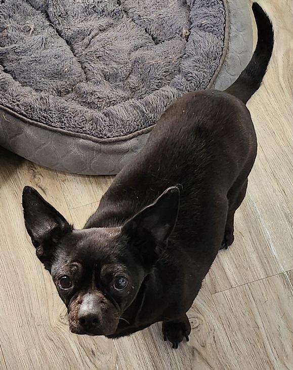 Enlarge JoyAnn, a ADOPTABLE mixed breed in Franklin, TN image 2/3