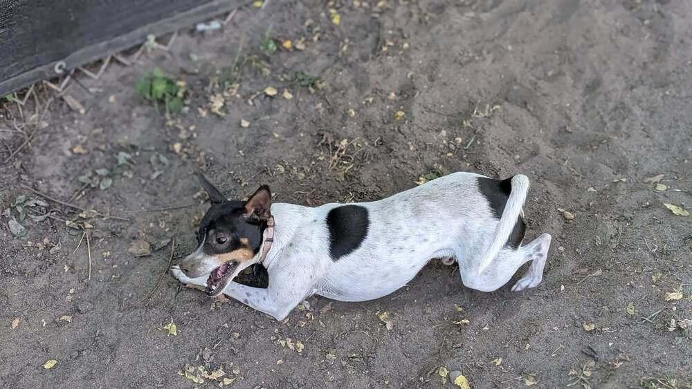 Bert, a Adoptable mixed breed in Plymouth, MN image 1/4