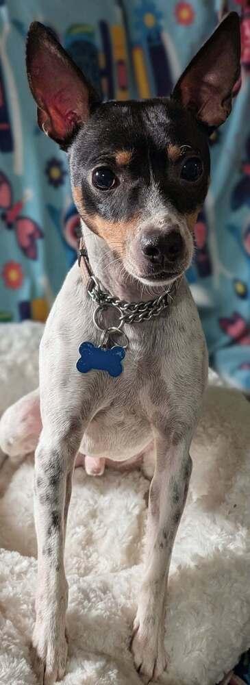 Bert, a Adoptable mixed breed in Plymouth, MN image 2/4