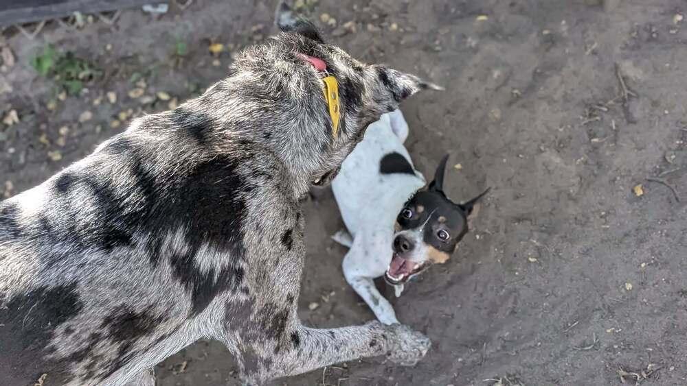 Bert, a Adoptable mixed breed in Plymouth, MN image 3/4