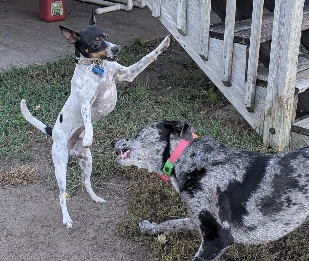 Bert, a Adoptable mixed breed in Plymouth, MN image 4/4