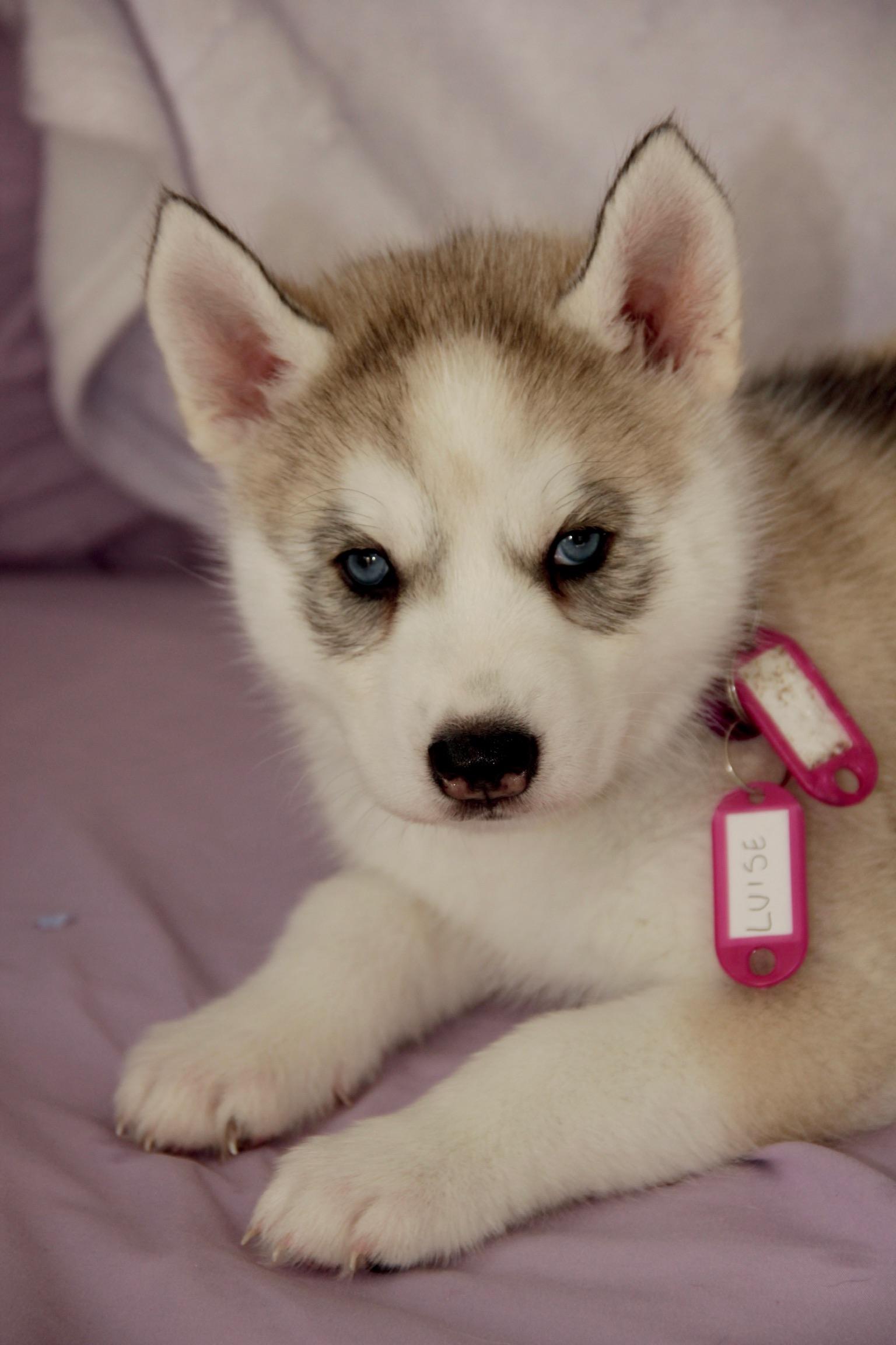 Luise, a Adopted mixed breed in West Hollywood, CA image 1/2