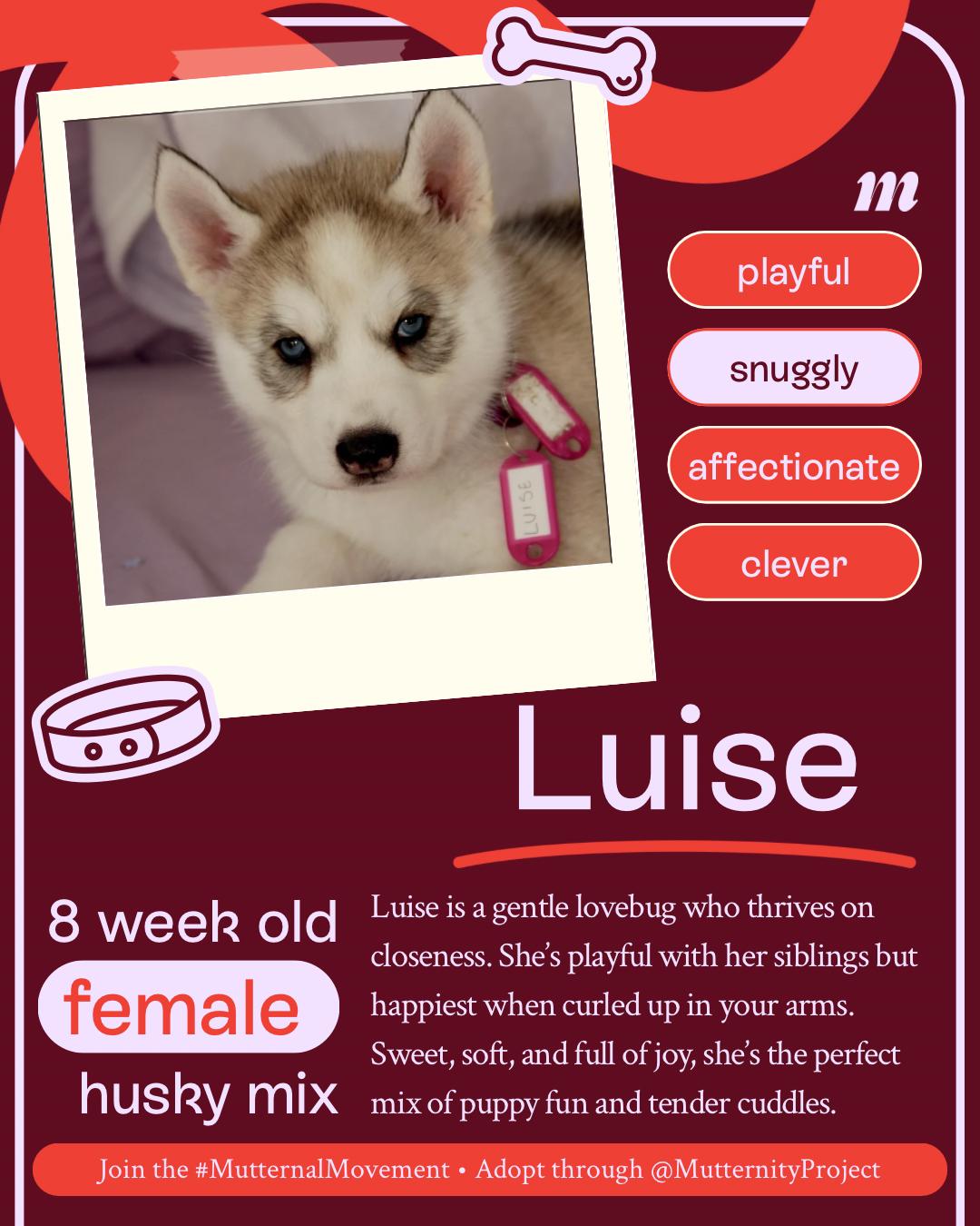 Luise, a Adopted mixed breed in West Hollywood, CA image 2/2