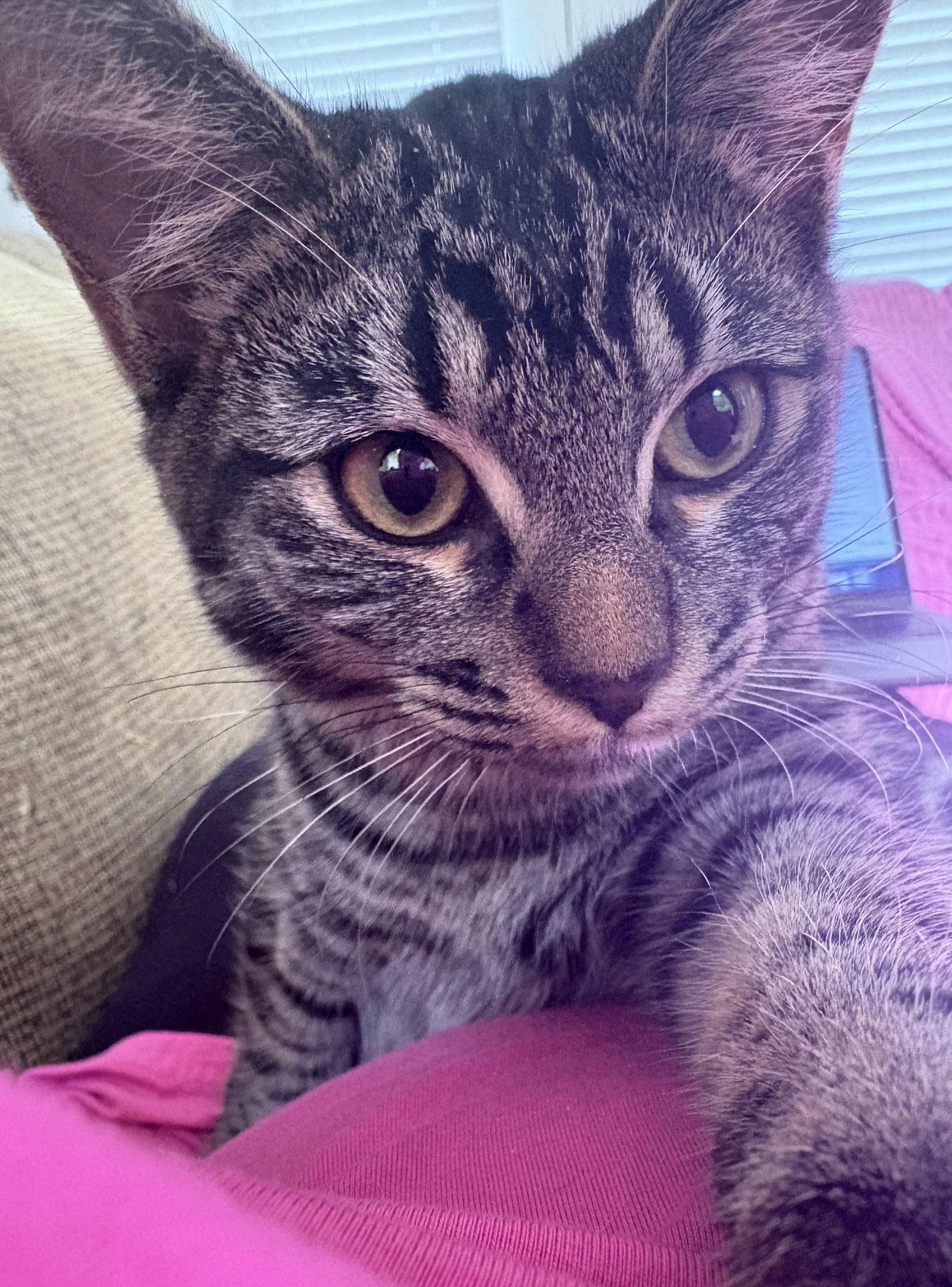 Pixie, Adopted, Young Female Domestic Short Hair.