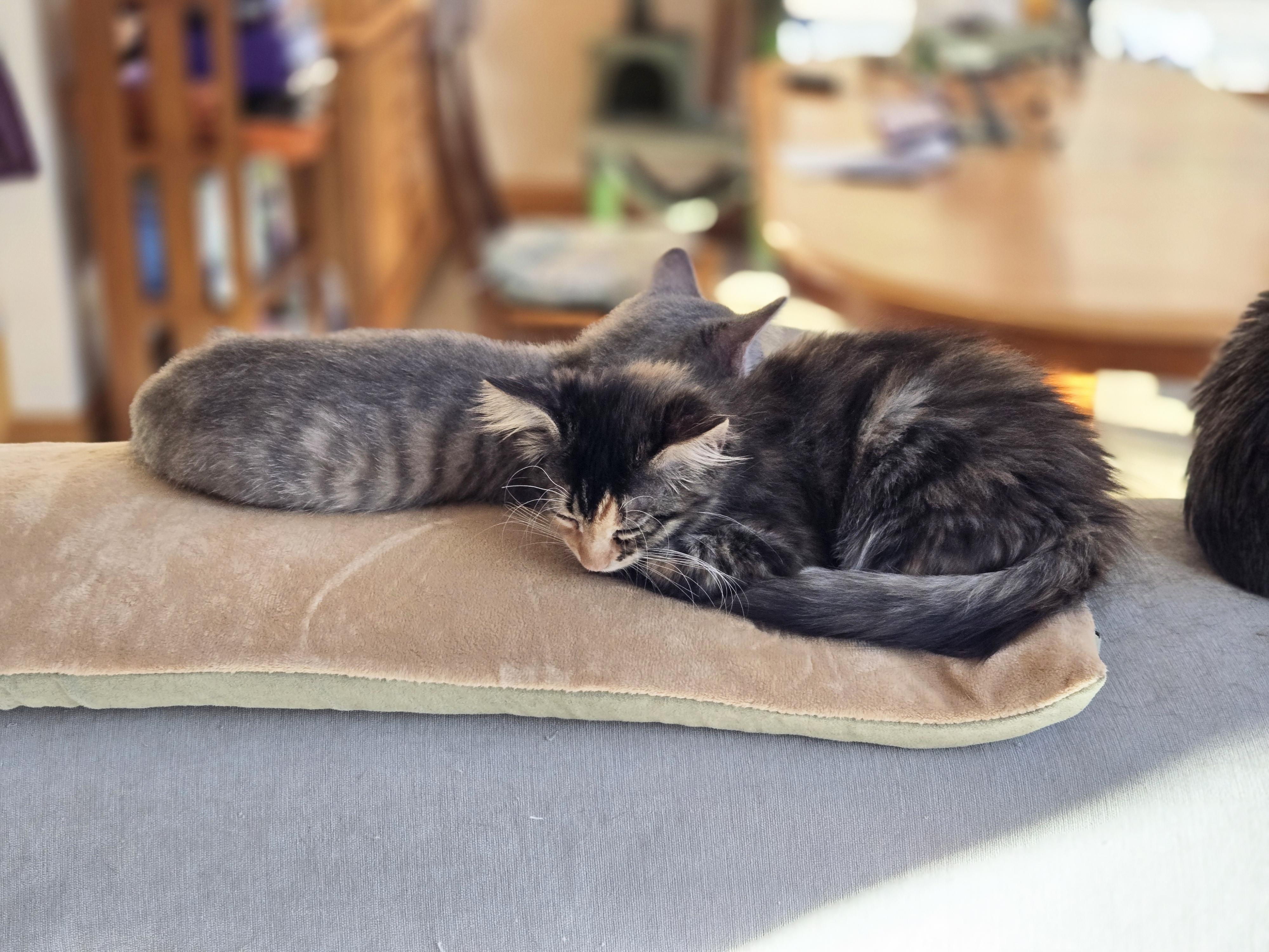 Enlarge Nebula, an adopted Domestic Short Hair in Marion, NC image 4/5