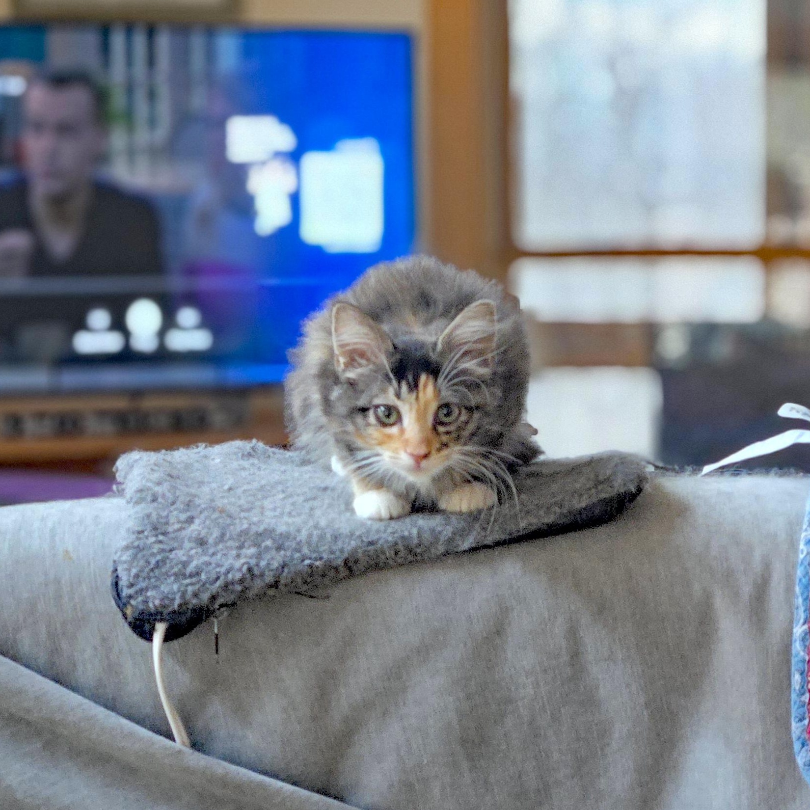 Enlarge Nebula, an adopted Domestic Short Hair in Marion, NC image 3/5