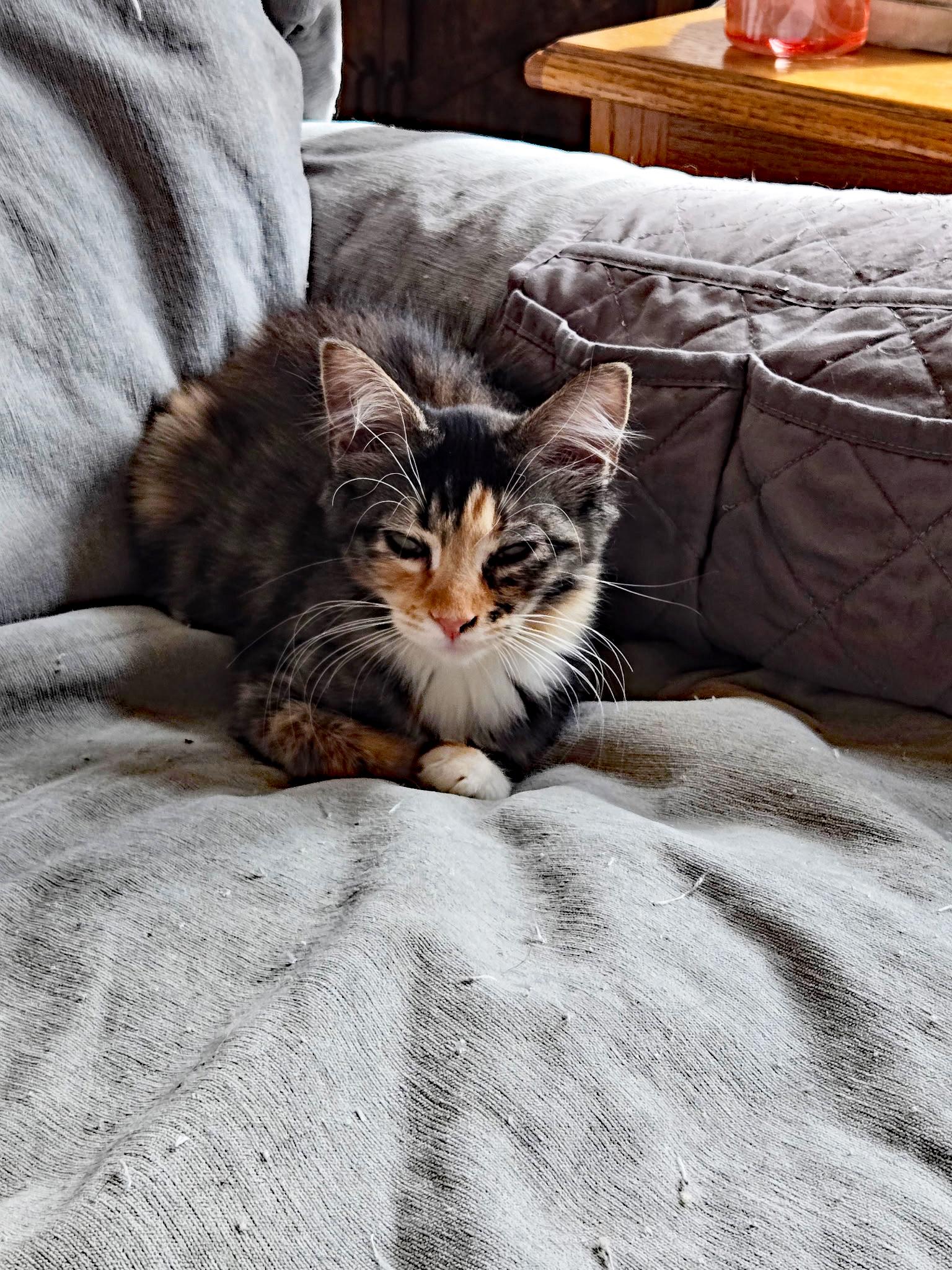 Enlarge Nebula, an adopted Domestic Short Hair in Marion, NC image 1/5