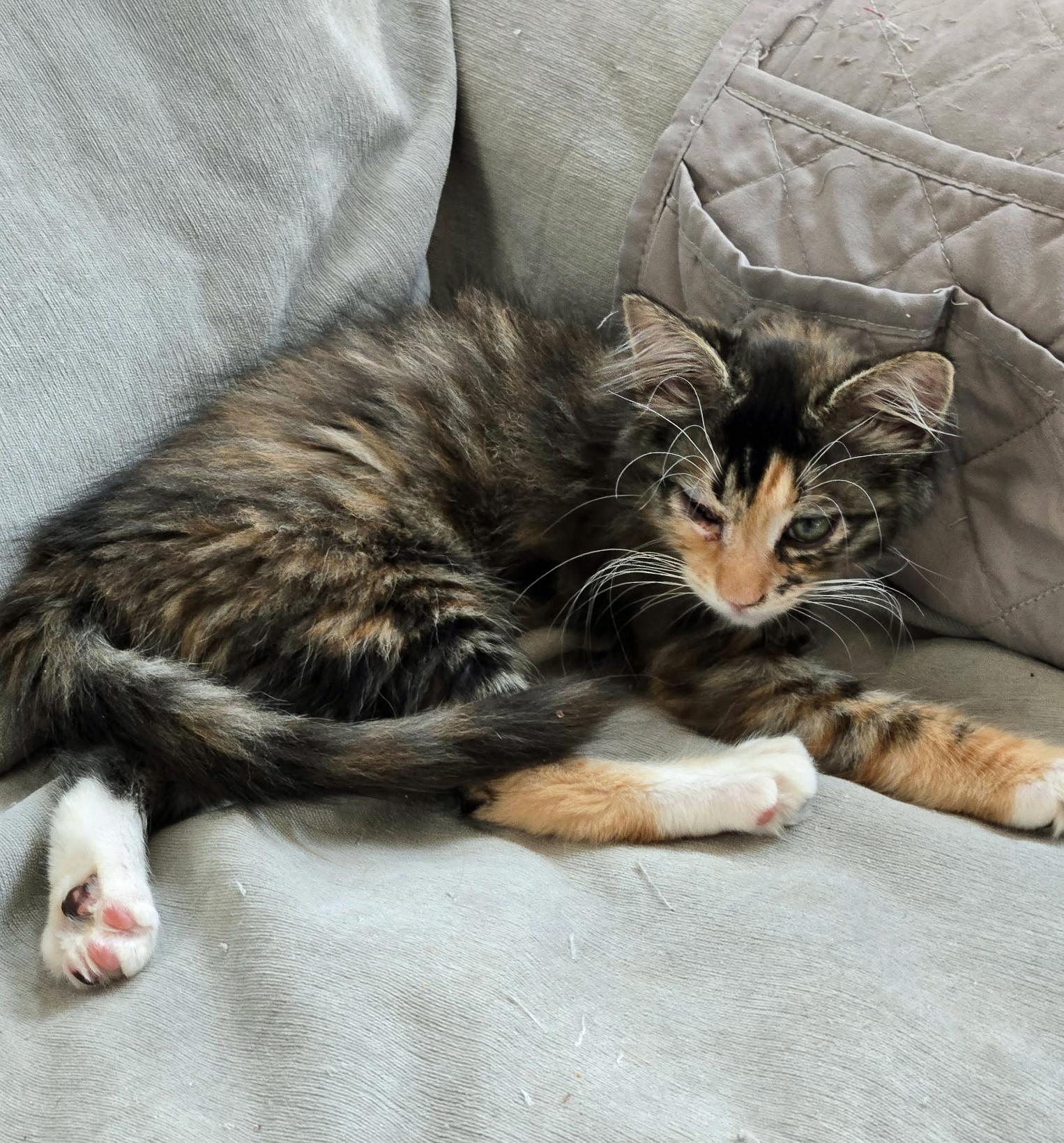 Enlarge Nebula, an adopted Domestic Short Hair in Marion, NC image 2/5