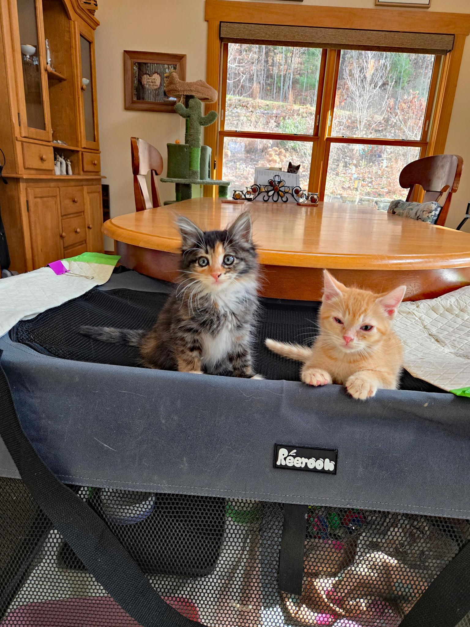 Enlarge Nebula, an adopted Domestic Short Hair in Marion, NC image 5/5