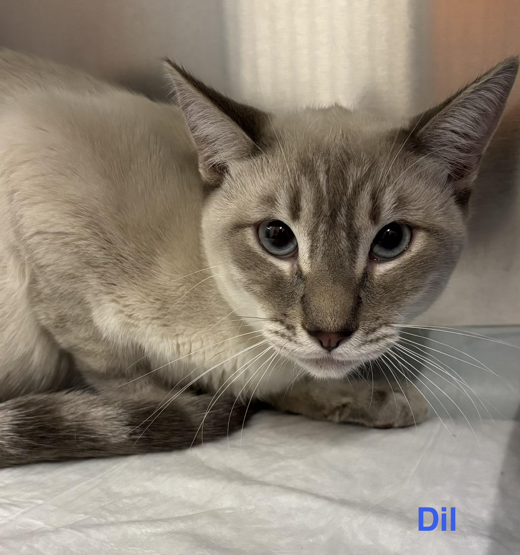 Dil, adopted, Young Male Siamese & Tabby.