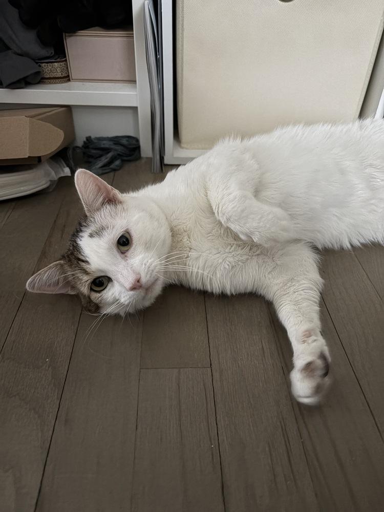 Boca, Adoptable, Adult Male Domestic Short Hair.