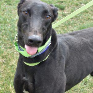 BLACK COFFEE JIM, Adoptable, Adult Male Greyhound.