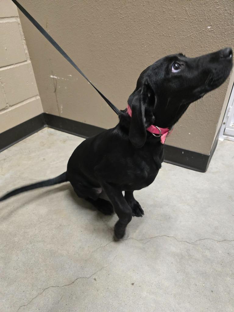 Enlarge Lyla, a Adoptable Labrador Retriever in Huntsville, TX image 1/1