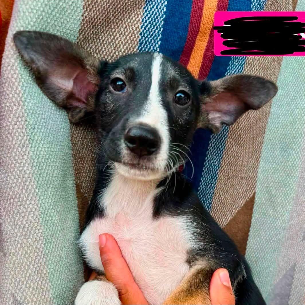 Luna, ADOPTABLE, Puppy Female Shepherd.