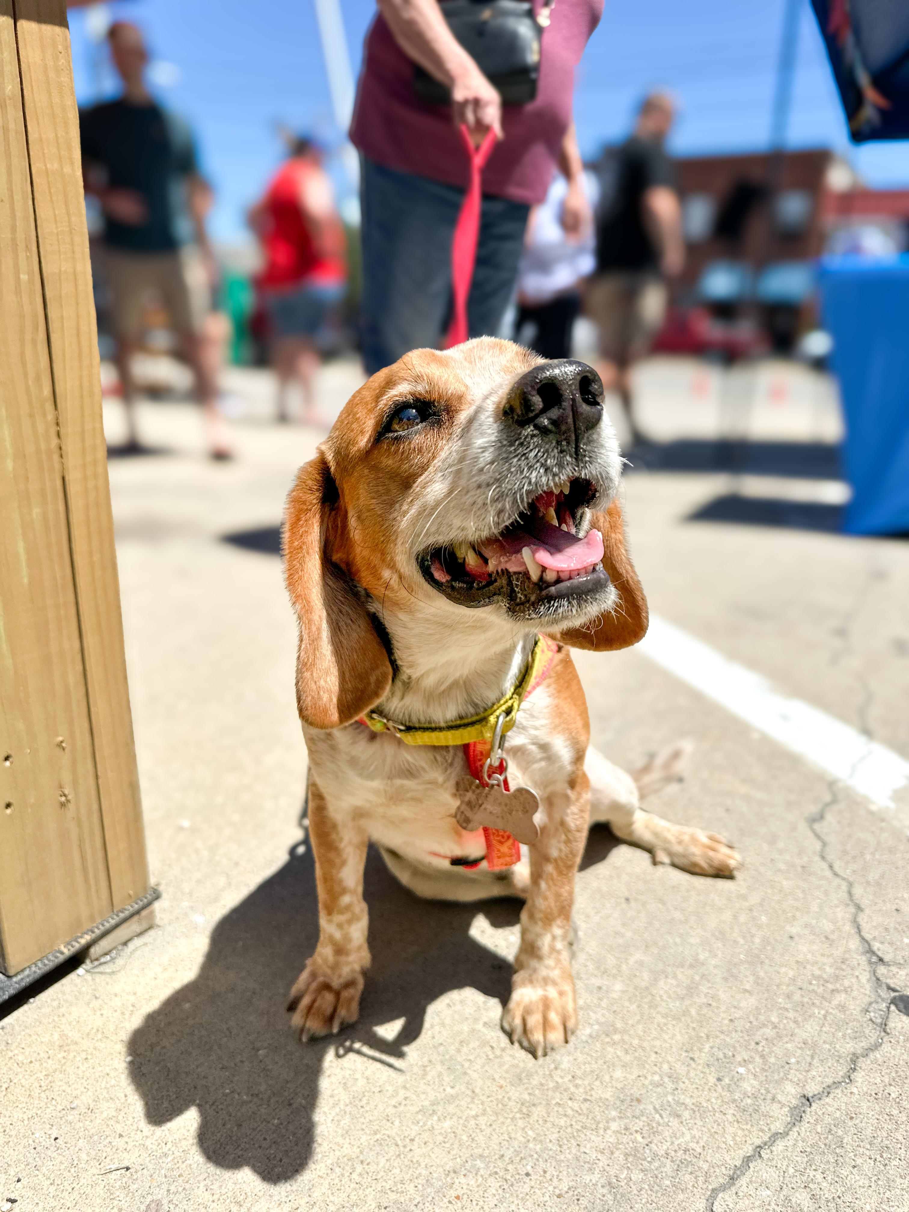 Gerald, adopted, Adult Male Beagle.