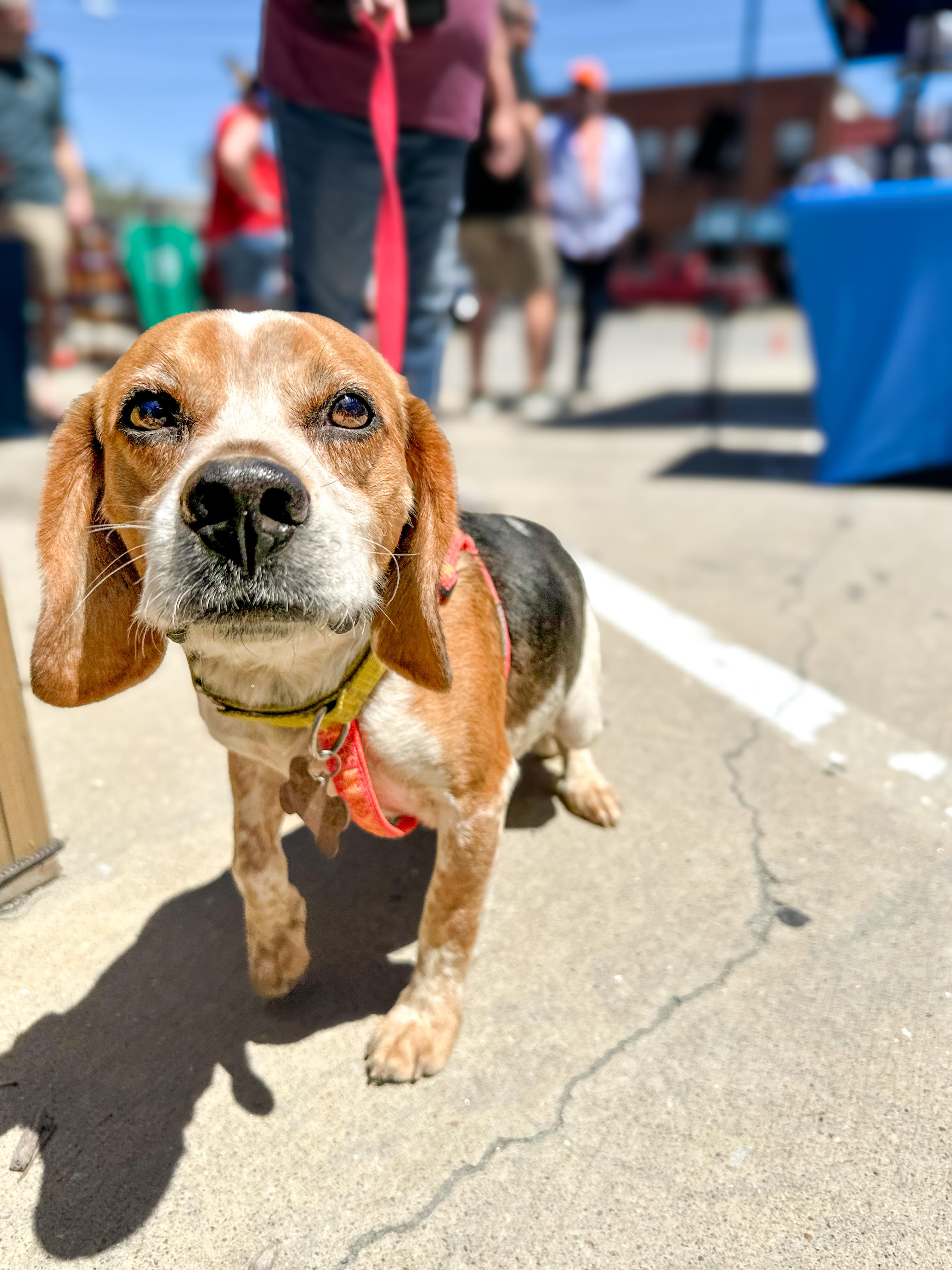 Enlarge Gerald, an adopted Beagle in Richmond, VA image 2/2