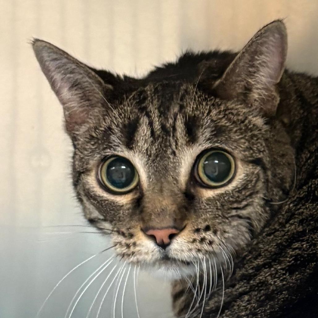 Enlarge Kitty Boo Boo, a Adoptable Domestic Short Hair in Milton, FL image 1/1