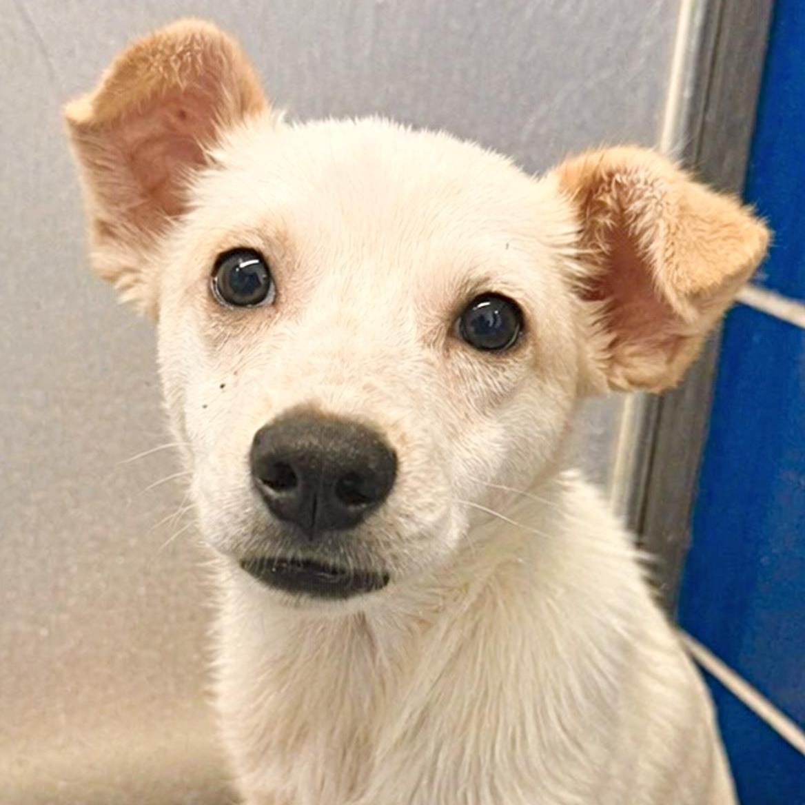 Enlarge Leo, a ADOPTABLE mixed breed in Boulder, CO image 3/3