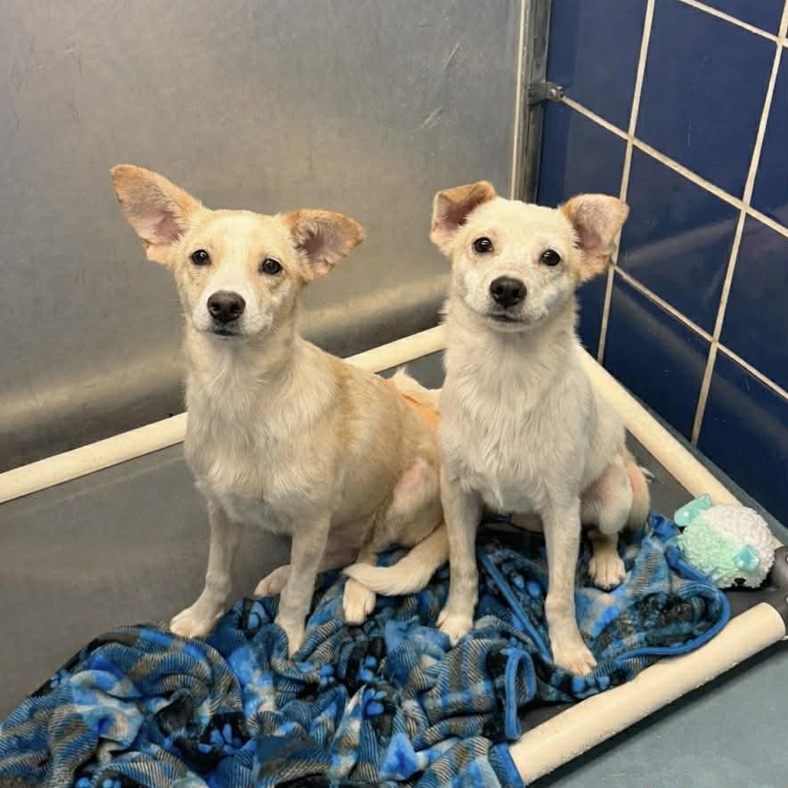 Enlarge Leo, a ADOPTABLE mixed breed in Boulder, CO image 2/3