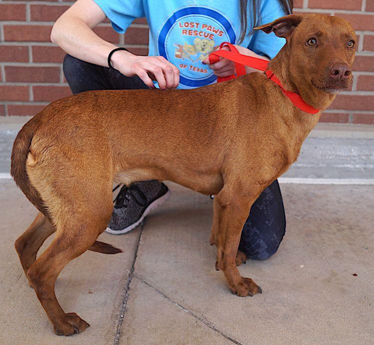 Enlarge Mulata, a Adoptable mixed breed in Albany, NY image 2/5