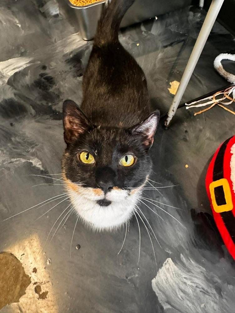 Sprinkles, a Adoptable Domestic Short Hair in Virginia Beach, VA image 1/6