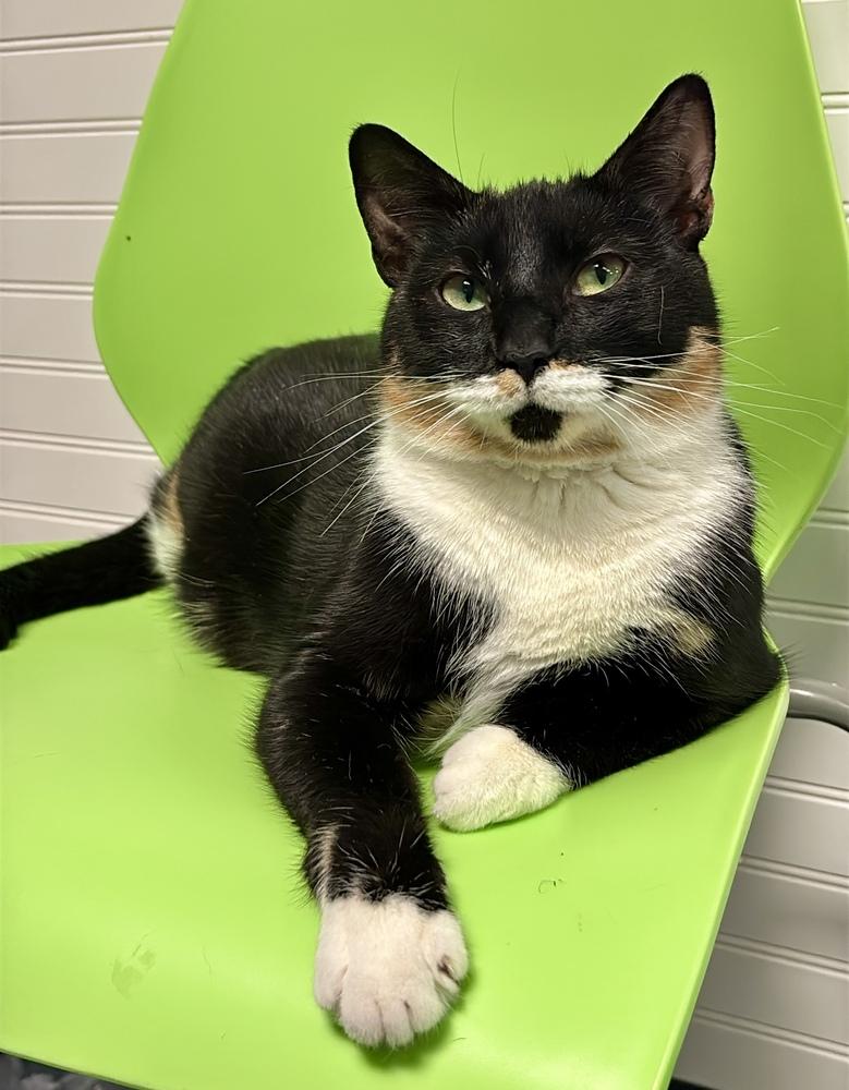 Sprinkles, a Adoptable Domestic Short Hair in Virginia Beach, VA image 2/6