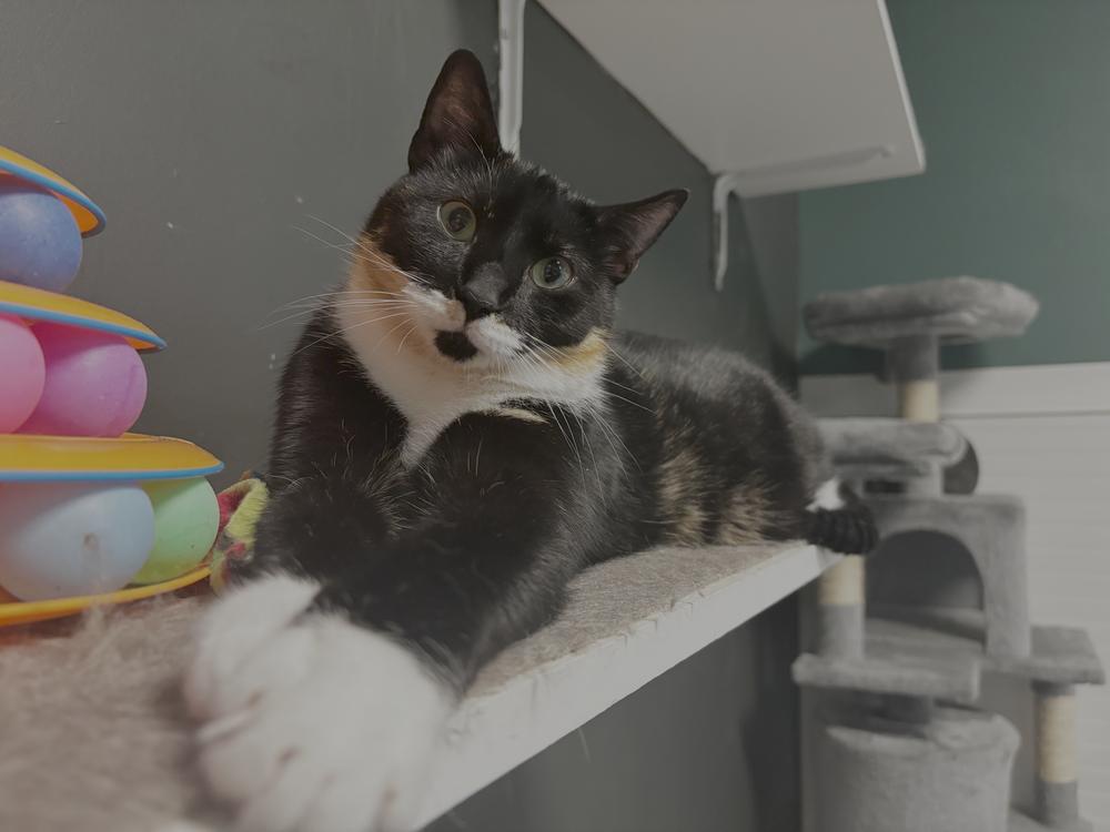 Sprinkles, a Adoptable Domestic Short Hair in Virginia Beach, VA image 3/6