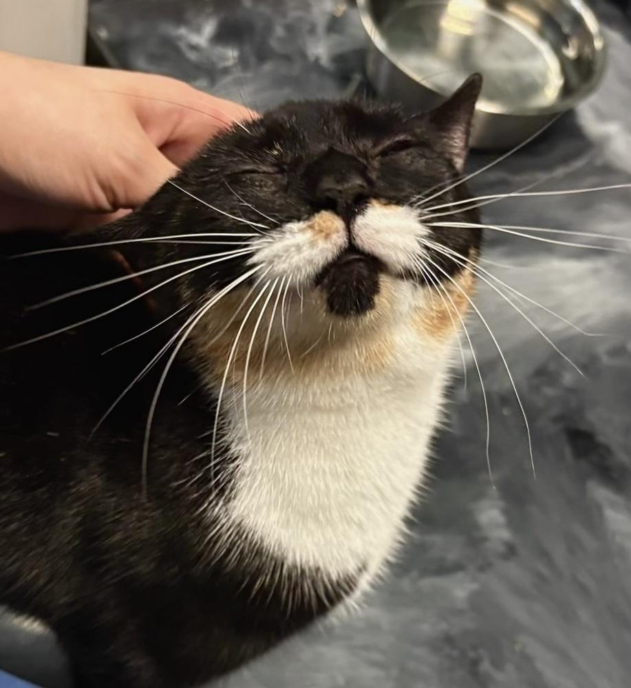 Sprinkles, a Adoptable Domestic Short Hair in Virginia Beach, VA image 4/6