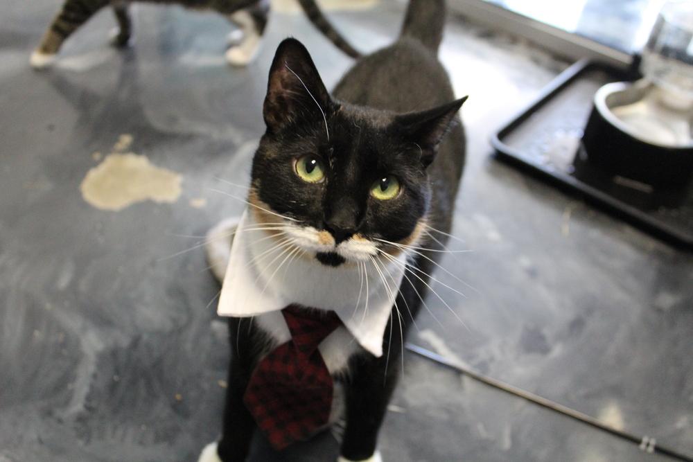 Sprinkles, a Adoptable Domestic Short Hair in Virginia Beach, VA image 5/6