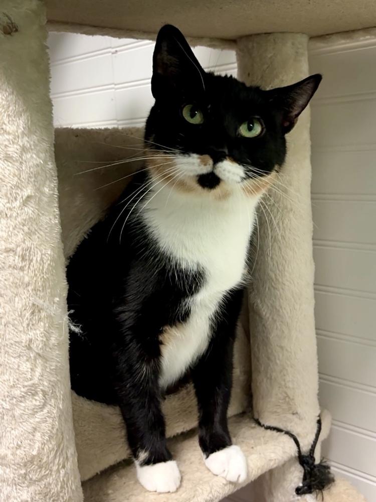 Sprinkles, a Adoptable Domestic Short Hair in Virginia Beach, VA image 6/6