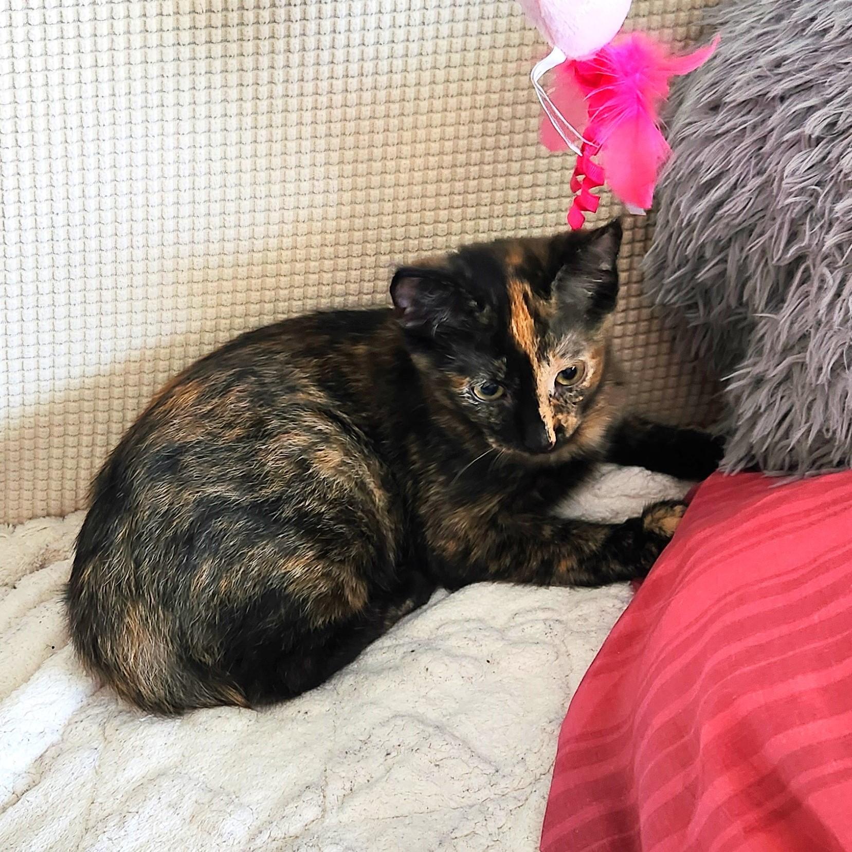 Josephine, a ADOPTABLE mixed breed in Lombard, IL image 2/6