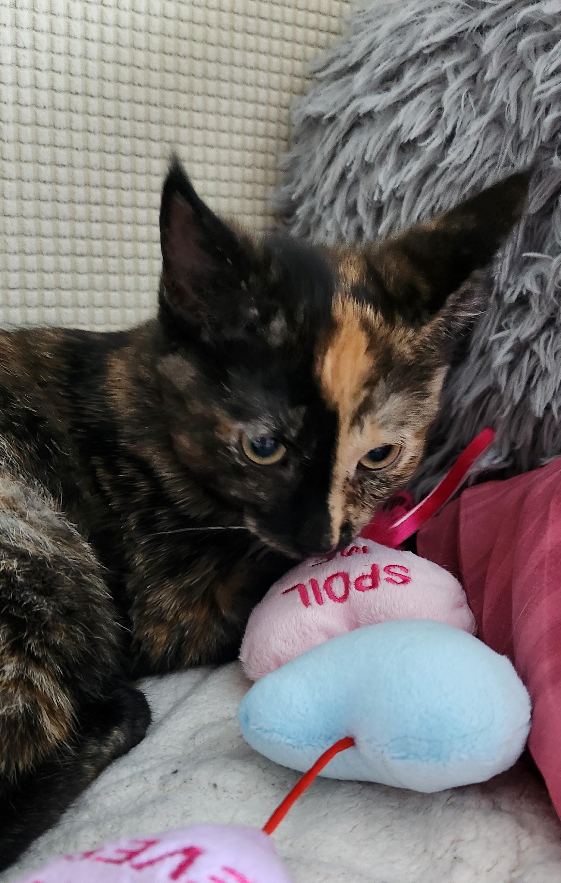 Josephine, a ADOPTABLE mixed breed in Lombard, IL image 4/6