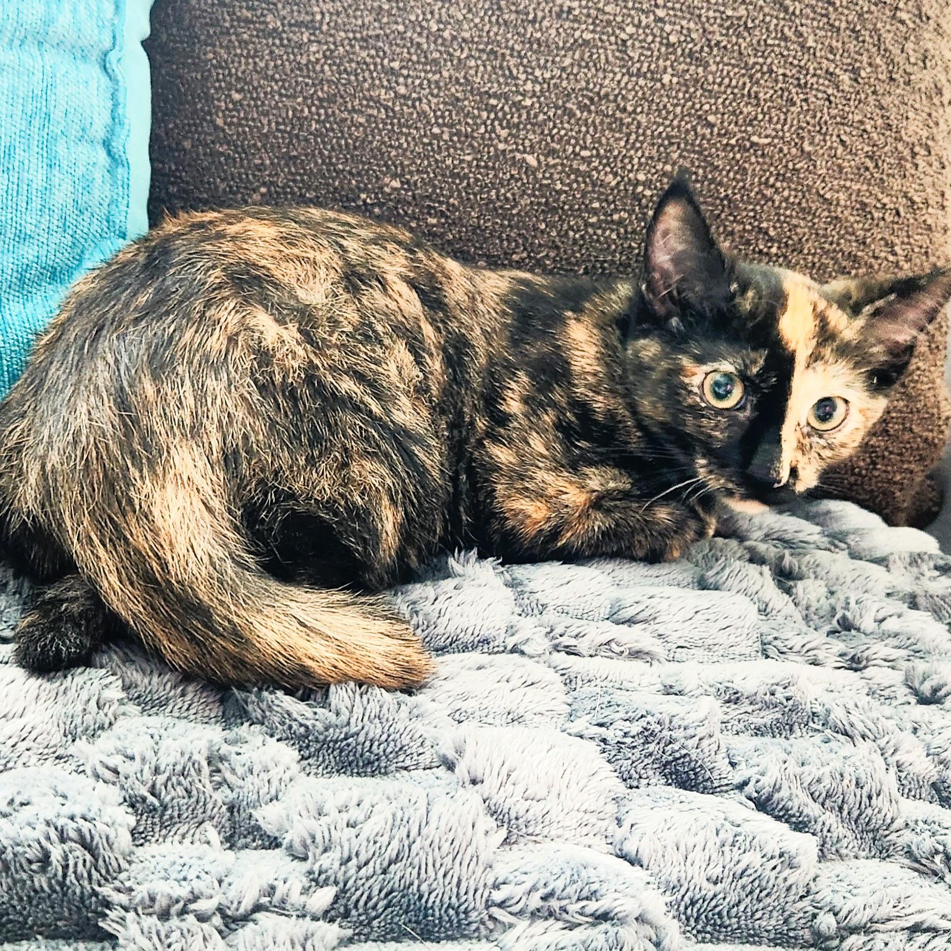 Josephine, a ADOPTABLE mixed breed in Lombard, IL image 6/6