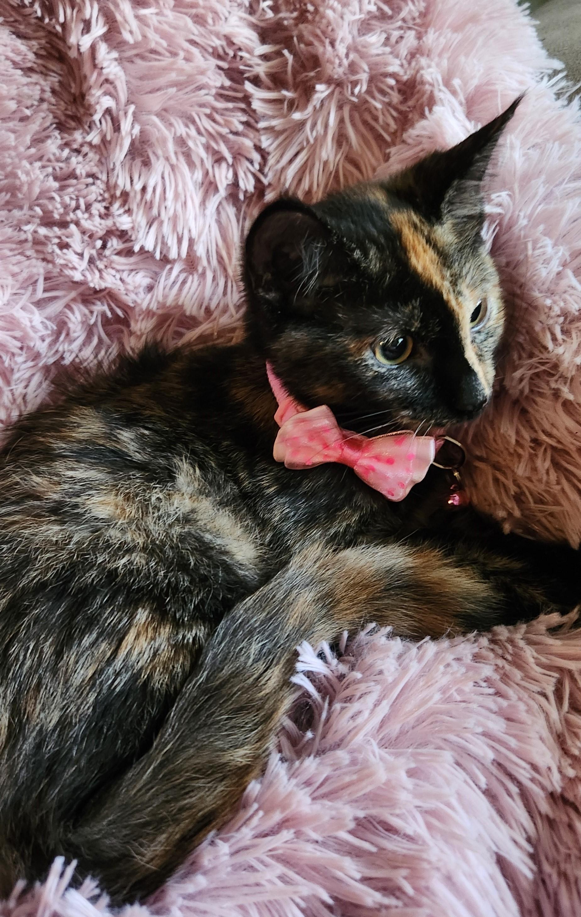 Josephine, a ADOPTABLE mixed breed in Lombard, IL image 3/6