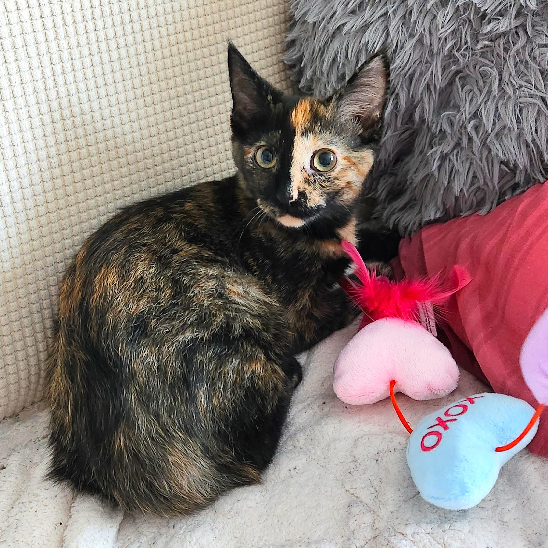 Josephine, ADOPTABLE, Kitten Female Tortoiseshell & Domestic Short Hair.