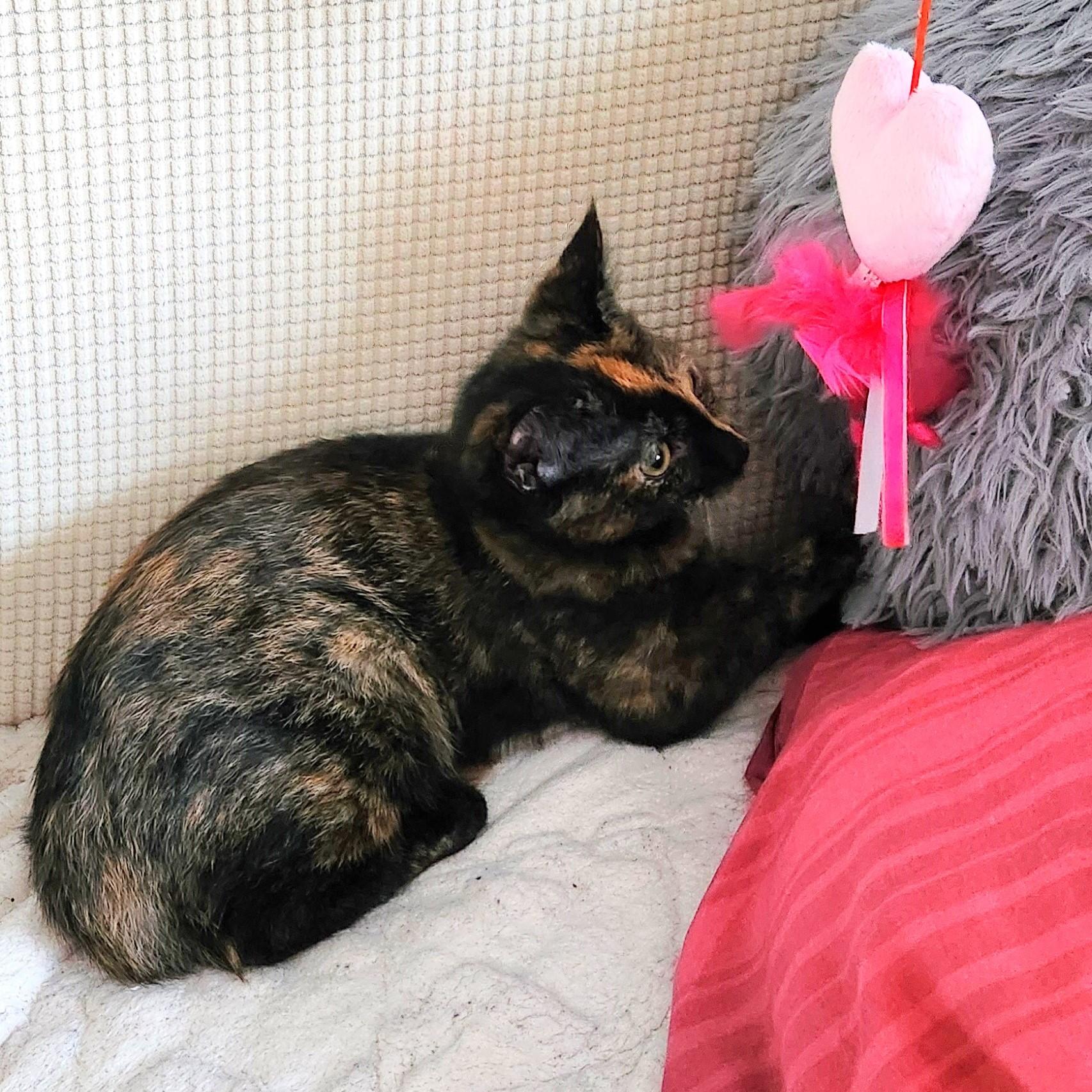 Josephine, a ADOPTABLE mixed breed in Lombard, IL image 5/6