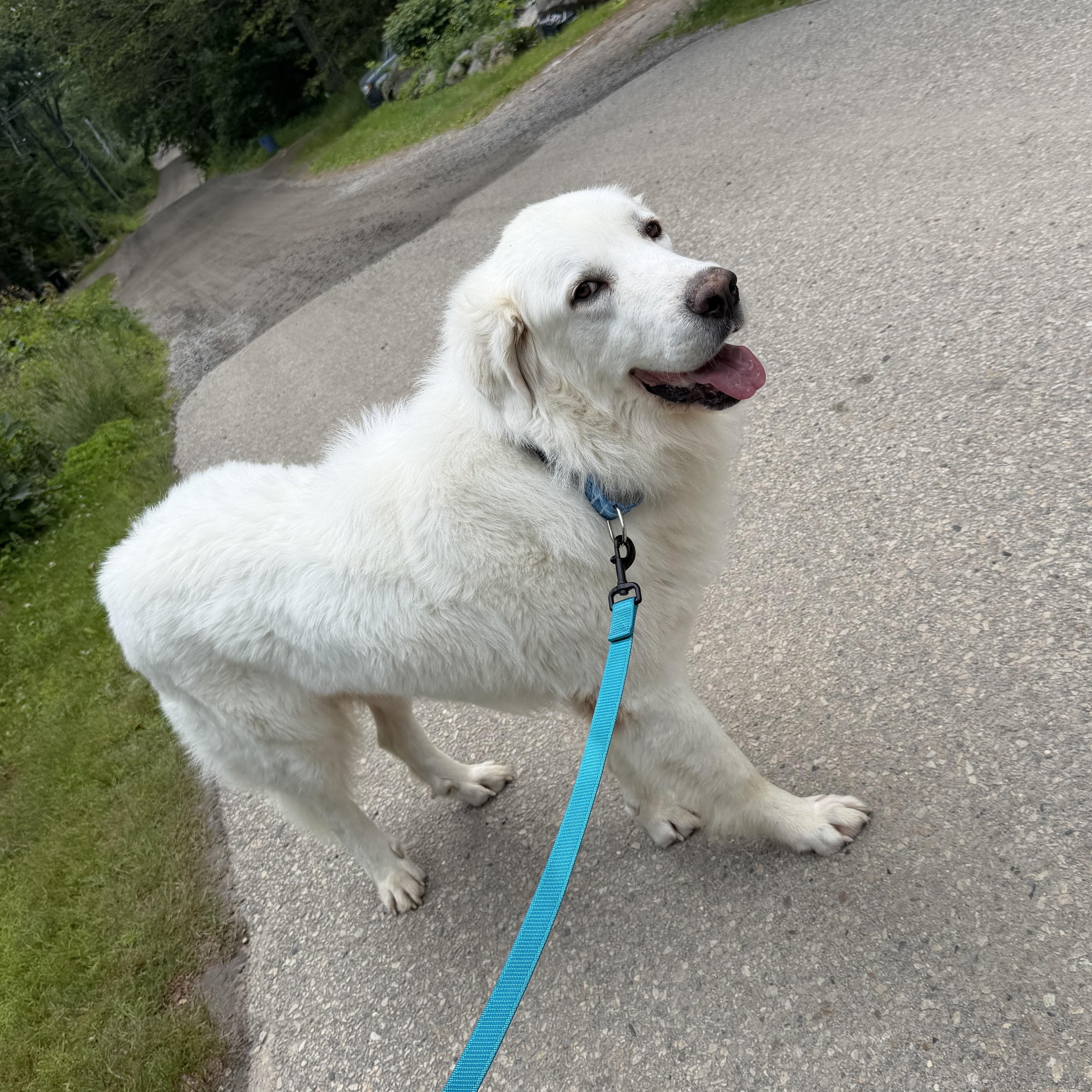 Pantera, a ADOPTABLE mixed breed in Kennebunk , ME image 5/6